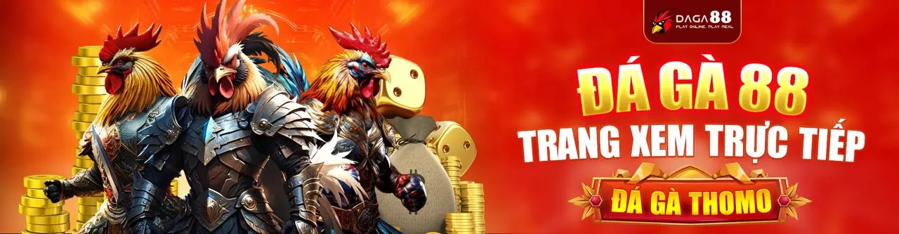 Đá gà trực tiếp Thomo, sân đấu sôi động
